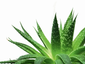 Aloe Vera Softgels | Aloe Vera products in India